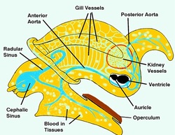 Mollusca - Circulatory System :)